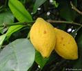 گارسینیا اکومیناتا